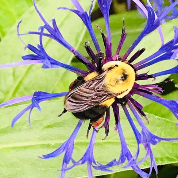 Meet your Posher, - Picture 3 of 3